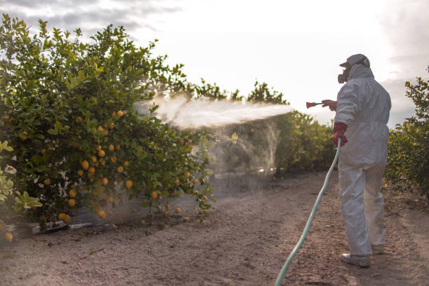 Reliable Siesta Key, FL Pest Control Solutions