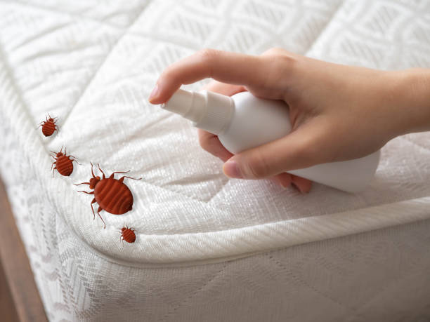 Flea Control Services in Siesta Key, FL